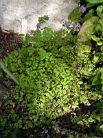 Cerfeuil tubereux - Chaerophyllum bulbosum (01) (Photo F. Mrugala)